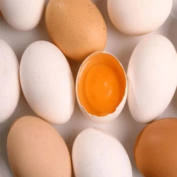 Broiler Chicken Eggs