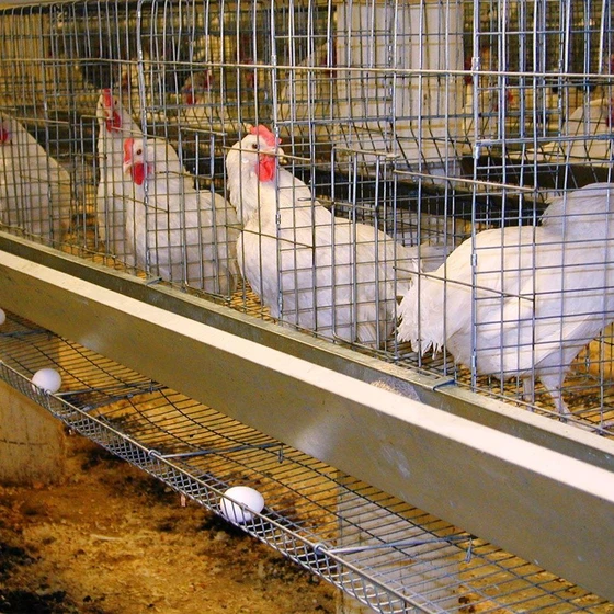 poultry-layer-cage-2.webp