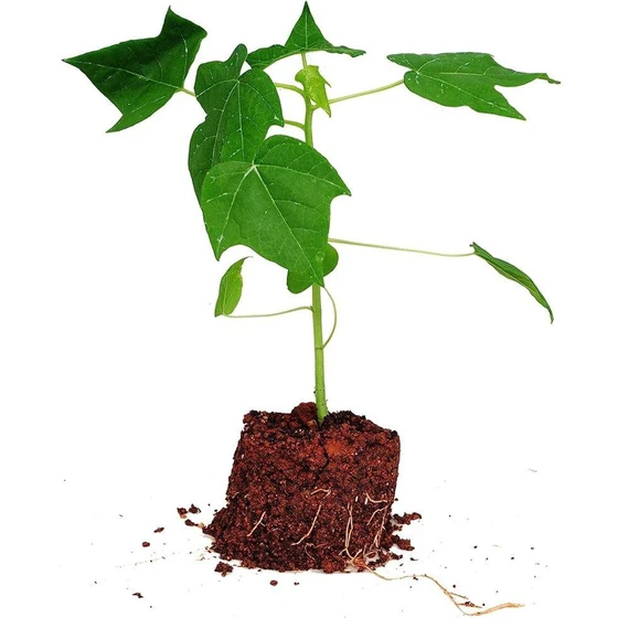 papaya-tissue-culture-plant-1.webp