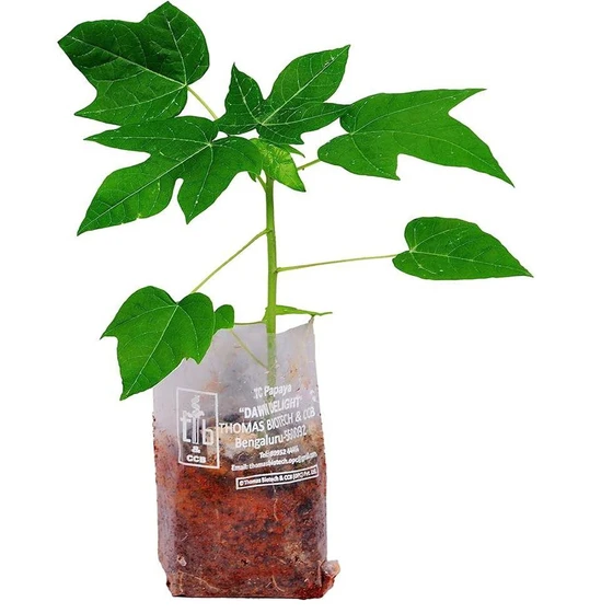 papaya-tissue-culture-plant-2.webp