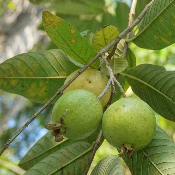 green-guava-plant-2.webp
