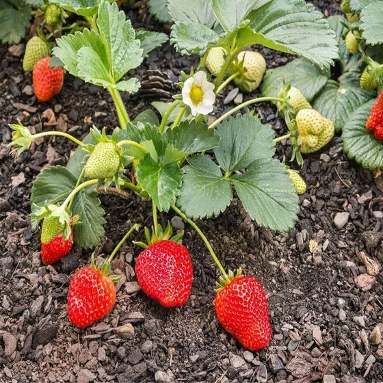 strawberries-fruit-plant-2.webp