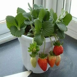 Strawberries Fruit Plant