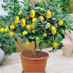 Green Lemon Plant