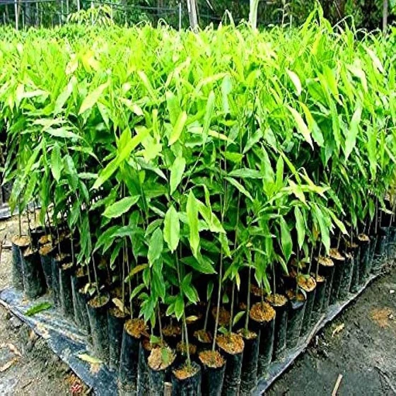 green-agarwood-tree-2.webp
