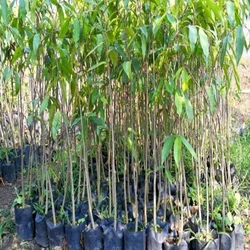 Green Agarwood Tree