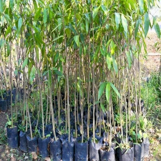 alphonso-mango-plant-2.webp