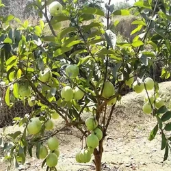 Fruit Guava Plant