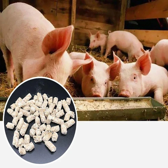 rich-piggy-feed-2.webp