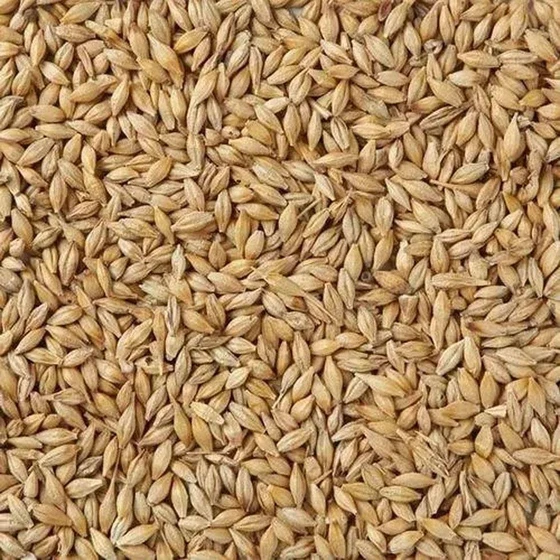 barley-grain-seed-2.webp