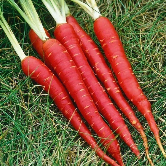 red-fresh-carrots-2.webp
