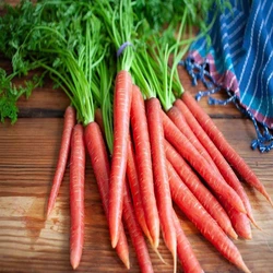 Red Fresh Carrots — High in vitamin A, sweet dishes