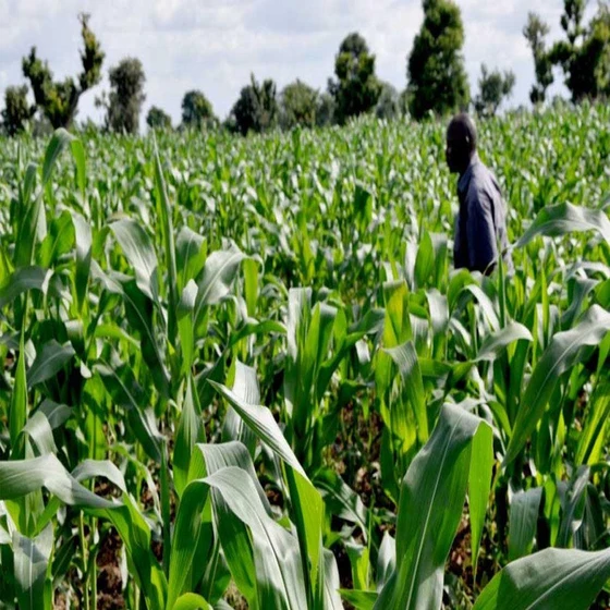 generic-agricultural-herbicides-2.webp