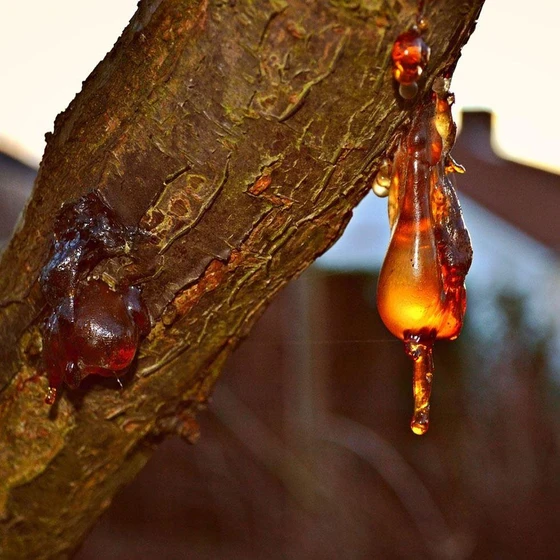 natural-tree-resin-2.webp