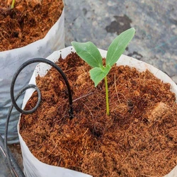 Coco Peat Agriculture, Sustainable option for gardeners