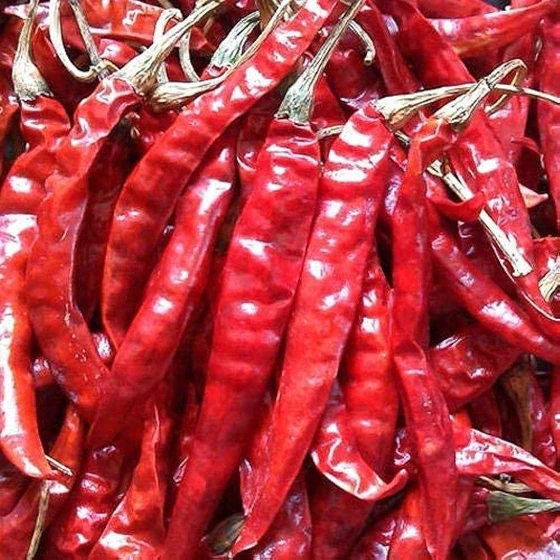teja-red-chilli-2.webp