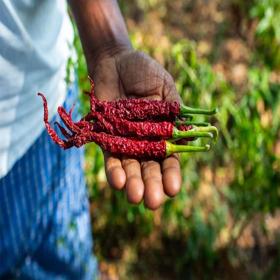 red-chillies-malabar-2.webp