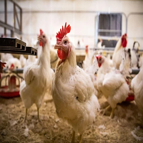 white-farming-chicks-2.webp