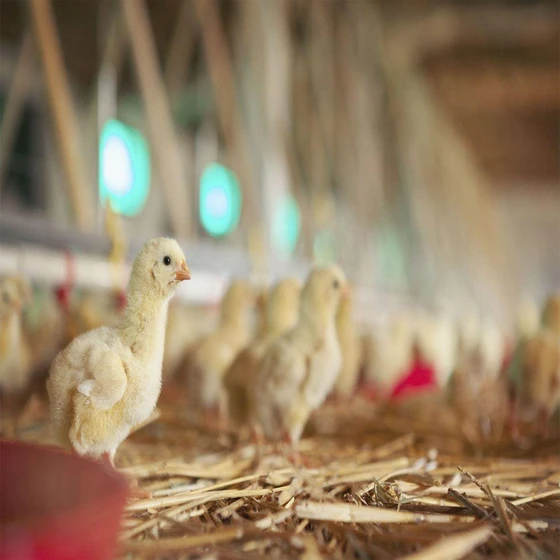 healthy-poultry-farm-chicks-2.webp