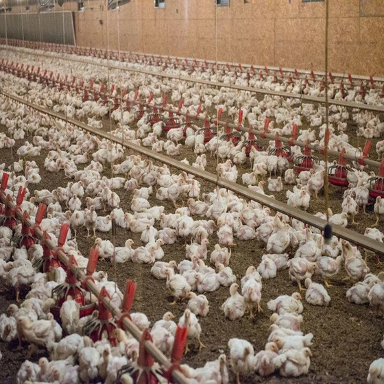 broiler-poultry-farm-chicks-2.webp