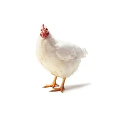 White Broiler Live Chicken