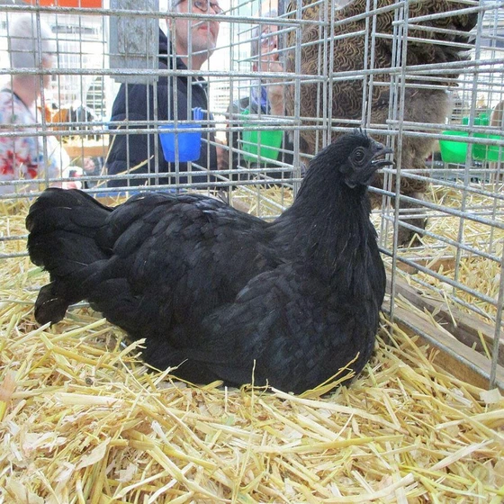 black-live-country-chicken-1.webp