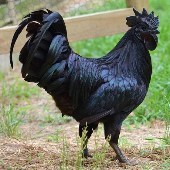 black-live-country-chicken-2.webp
