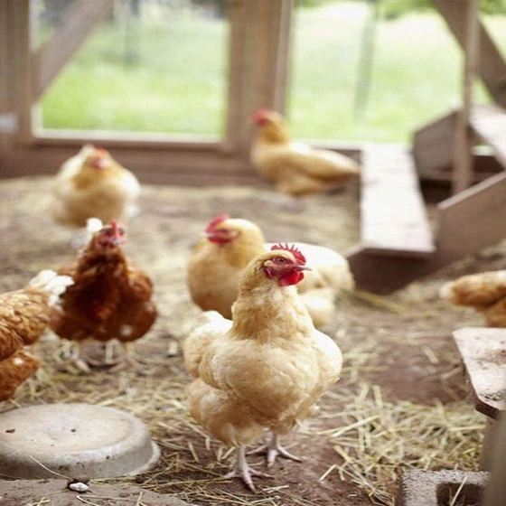 brown-female-live-country-chicken-2.webp