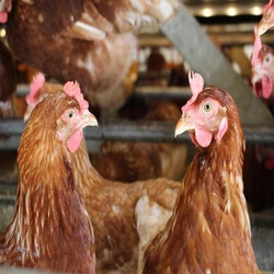 Brown Female Live Country Chicken