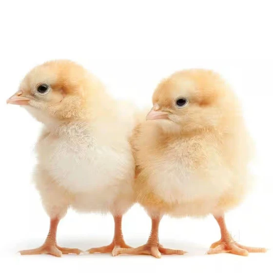 poultry-farming-baby-chicken-2.webp