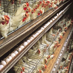 Farm Poultry Chicks