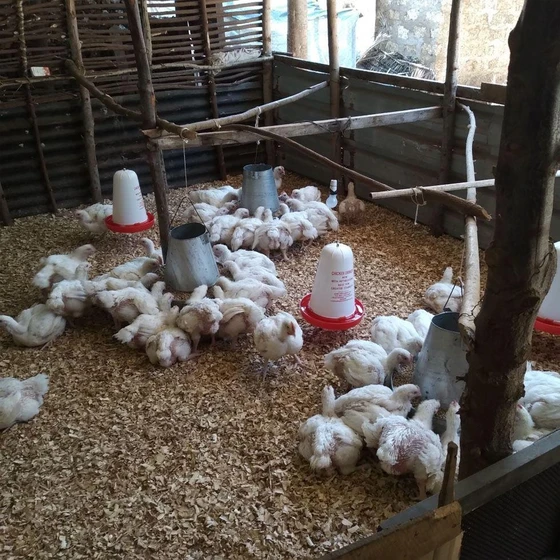 small-chicken-farming-2.webp