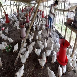 small chicken farming