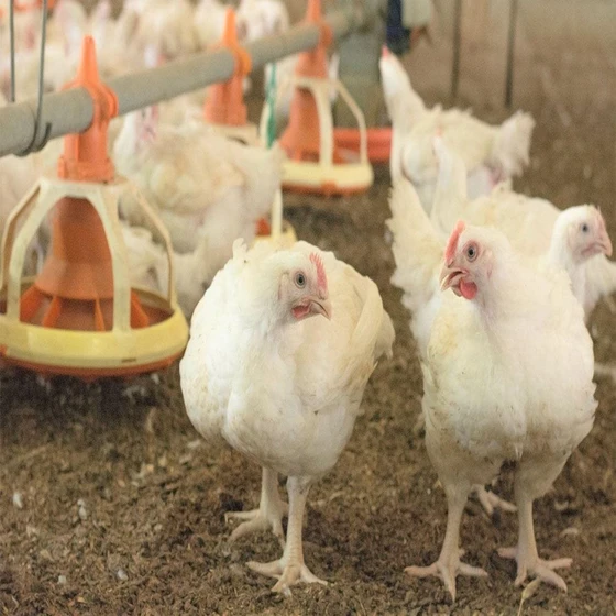 male-broiler-chicks-2.webp