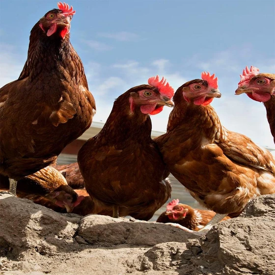 male-country-chicken-2.webp