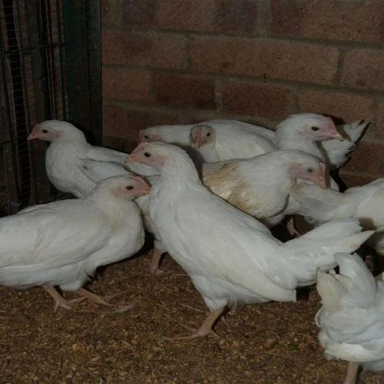 white-poultry-chicks-2.webp