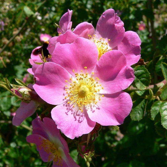 tri-color-rose-plant-2.webp