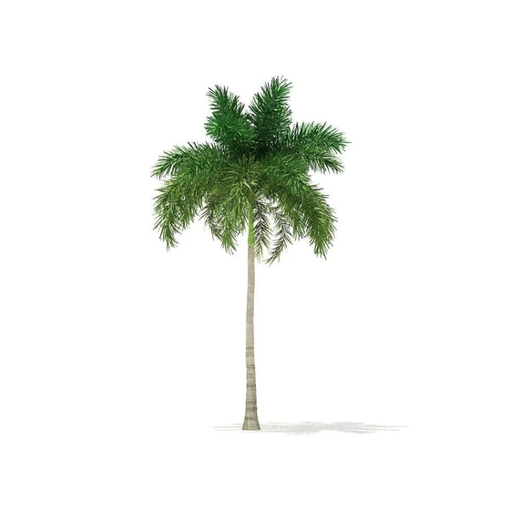 fox-tail-palm-tree-2.webp