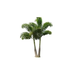 Fox Tail Palm Tree