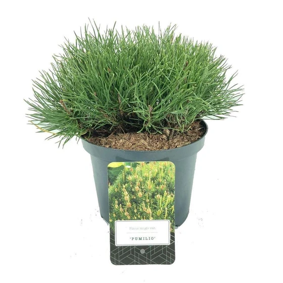 pumilio-indoor-plant-2.webp