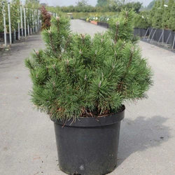 Pumilio Indoor Plant