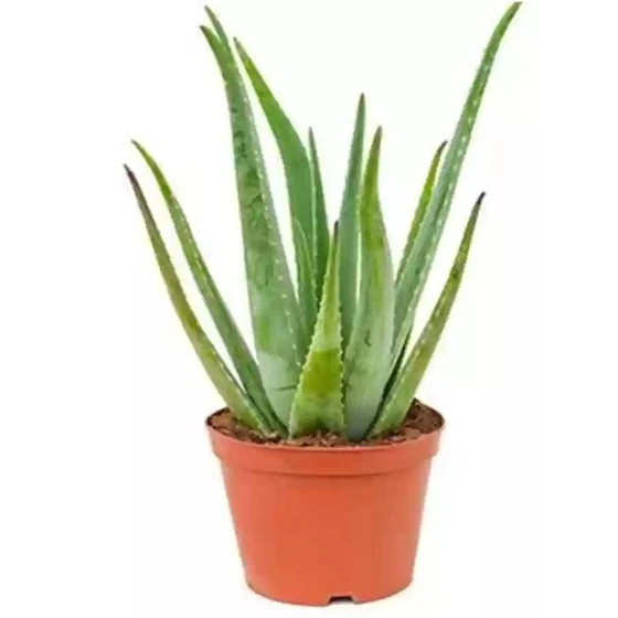 aloe-vera-baby-plant-2.webp