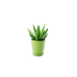 Aloe Vera Baby Plant