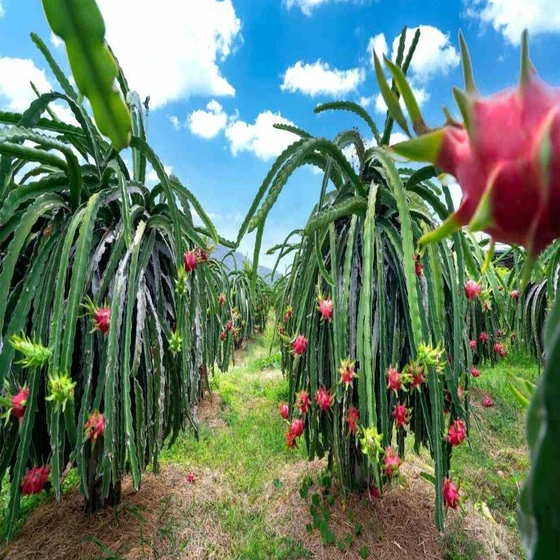 blue-dragon-fruit-plant-2.webp