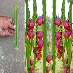 Blue Dragon Fruit Plant