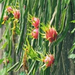 Black Organic Dragon Fruit