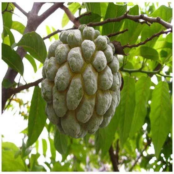 sugar-apple-fruit-plant-2.webp