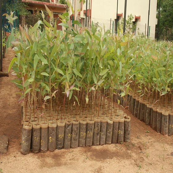 eucalyptus-clone-plant-2.webp