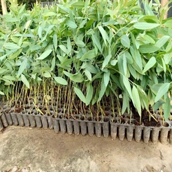Eucalyptus Clone Plant