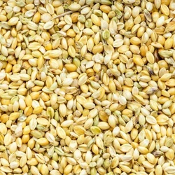 Yellow Millet Seeds